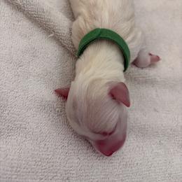 Miniature Schnauzer Puppies from 92882 Schnauzerville