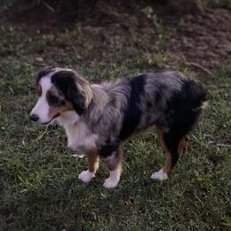 Meg - Miniature American Shepherd