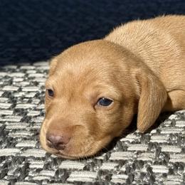 Little Red - Red male Dachshund puppy in Orlando, Florida from Weiner Wunderland of Central Florida