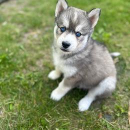 Siberian Husky Puppies from First Frost Kennels