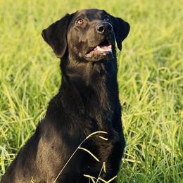 Labrador Retrievers from Rocha Retrievers