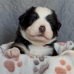 Pink collar - Black tri female Miniature American Shepherd puppy in Pueblo West, Colorado from Bear River Ranch LLC