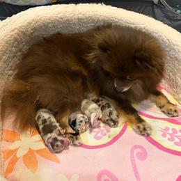 Pomeranian puppies from Unique Uprisings