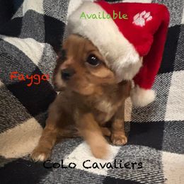 Faygo - Ruby male Cavalier King Charles Spaniel puppy in Leonard, Michigan from CoLo Cavaliers