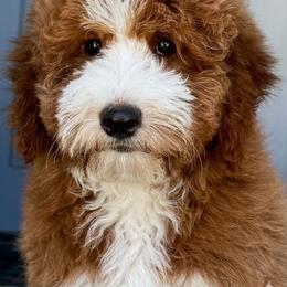 Pink - Red  female Goldendoodle puppy in Tucson, Arizona from Adored Poodle & Doodles