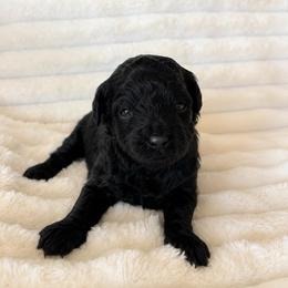 Faith - Black and white female Aussiedoodle puppy in Calimesa, California from Teakwoodpoodleofsocal