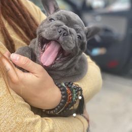 French Bulldogs from For Love of Frenchies