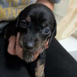 1 black and cream brindle - Black and cream female Dachshund puppy in Central Point, Oregon from MRS Long Dog Ranch