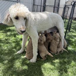 Goldendoodle Puppies from Arizona Darling Doodles