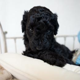 Valentino - Black male Goldendoodle puppy in Holly Springs, Georgia from Libby Lou’s Goldendoodles