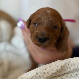 Bright pink - Red  female Goldendoodle puppy in Meridian, Idaho from Goldendoodle of Idaho