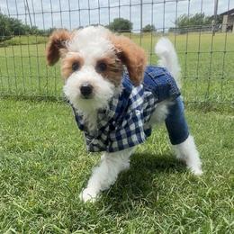 Bean - Parti male Goldendoodle puppy in Decatur, Texas from Scherrer Sweet Goldendoodles