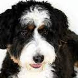 BB - Bernedoodle