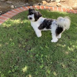 Maltese, Morkie, and Yorkshire Terrier All Grown Up from Little Paws Nursery