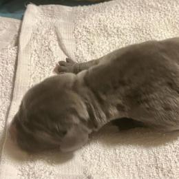 Apollo - Blue male Great Dane puppy in Marlow, New Hampshire from Fox Hill Danes