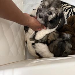Havanese Puppies from Happytailspuppies