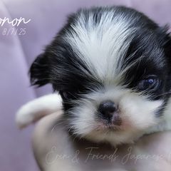 Ronon - Black tan and white male Japanese Chin puppy in Johnson City, Tennessee from Erin & Friends Japanese Chin