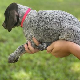 Girl 3 - Liver roan female German Shorthaired Pointer puppy in Covington, Louisiana from Six Hitch Farm