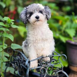 Estelle - Blue merle female Aussiedoodle puppy in Centreville, Mississippi from Trin's Designer Doodles
