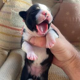 Penny - Black and white female Boston Terrier puppy in Tampa, Florida from Bayshore Boston Terrier’s