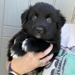 Paul - Black & white male Australian Shepherd puppy in Nicholasville, Kentucky from Sugar Creek Aussies