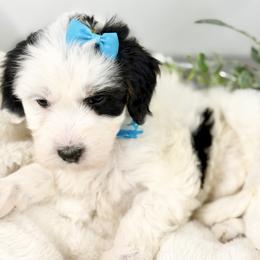 Christmas Vacation - Tri-color female Bernedoodle puppy in Hegins, Pennsylvania from Bubbling Springs Doodles, LLC