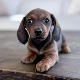 Pippa - Sable female Dachshund puppy in Crystal, Michigan from Mare-Bella Smoothcoat Edition