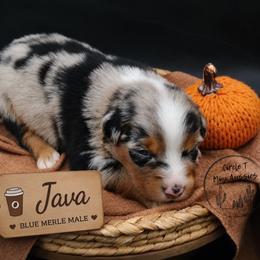 Java - Blue merle male Miniature Australian Shepherd puppy in Apache Junction, Arizona from Circle T Mini Aussies