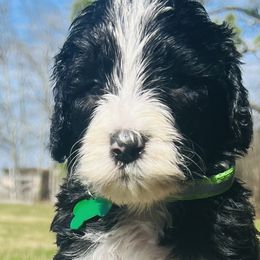 Sheepadoodles from E & M Doodles