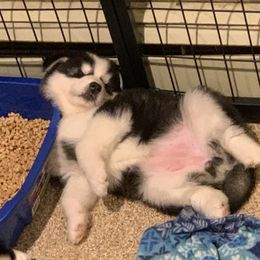 Siberian Husky Puppies from Myths and Legends Siberian Huskies