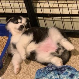 Siberian Husky Puppies from Myths and Legends Siberian Huskies