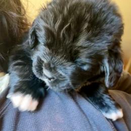 Newfoundland Puppies from Black Lions Newfoundlands