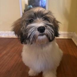 Earl - White male Havanese puppy in Clermont, Florida from Country Sweet Havanese and Creative Coaching