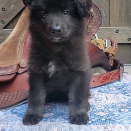 Girl 2 - Shiloh Shepherd puppy from Look Up Shilohs