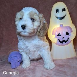 Georgia - Red and white female Cockapoo puppy in Sunset, Louisiana from Cano Cockapoos