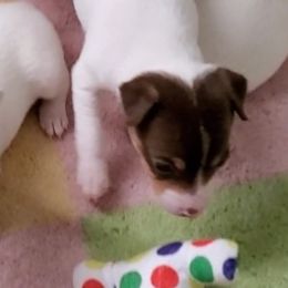 Toy Fox Terriers from SouthSierra Toy Fox Terriers