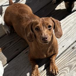 AKC Lady - Red female Dachshund puppy in Christiansburg, Virginia from Little Legs Luxury Dachshunds