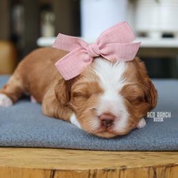 Bloom - Red  female Goldendoodle puppy in Salado, Texas from Red Ranch Dogs