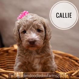 Callie - Caramel ice female Golden Aussiedoodle puppy in Hyrum, Utah from Goldendoodledoo Farms