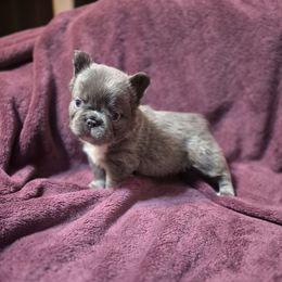 Mighty Mouse - Blue male French Bulldog puppy in Alexander City, Alabama from Lake Martin Fancy Frenchies