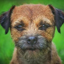 Oakley - Border Terrier