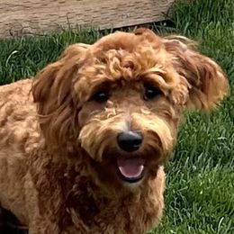 Tiggie - Goldendoodle