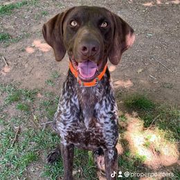 River - German Shorthaired Pointer