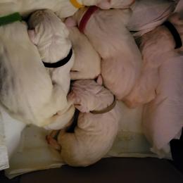 Purple collar - White male Dogo Argentino puppy in San Diego, California from Debonair Dogos