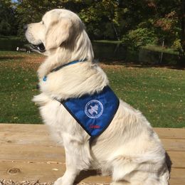 Golden Retrievers from Peacefield Acres