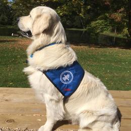 Golden Retrievers from Peacefield Acres