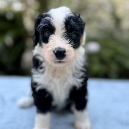 Lagoon - Black and white female Bernedoodle puppy in Russellville, Arkansas from Crossgate Doodles