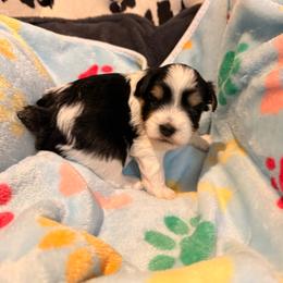 Tucker - Parti male Miniature Schnauzer puppy in Lubbock, Texas from R&T Tx Mini Schnauzers