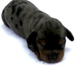 Girl Black Dapple - Dapple female Dachshund puppy in Sumrall, Mississippi from JP’s Dachshunds