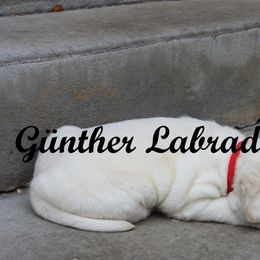 Labrador Retriever Puppies from Günther Labradors